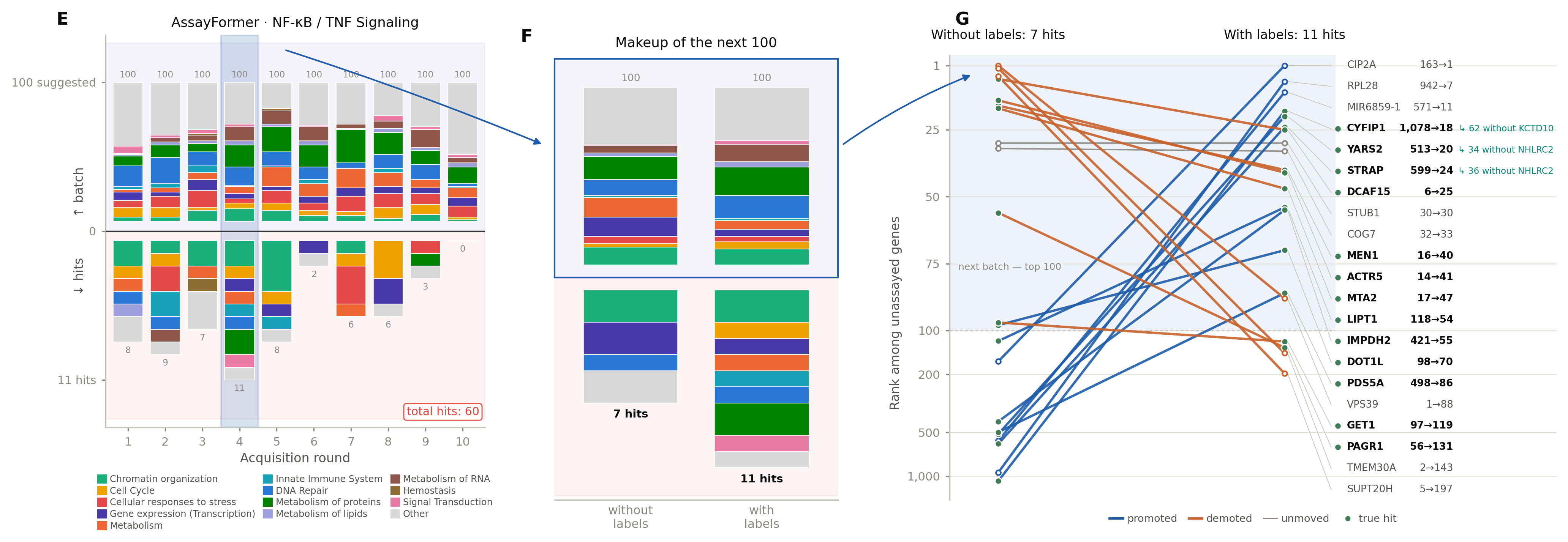 AssayFormer trajectory on an NF-kappa-B screen, a comparison of the next batch with and without hit labels, and rank changes caused by experimental feedback.